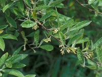 Elaeagnus angustifolia, Russian Olive
