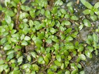 Elatine triandra, Three Stamened Waterwort