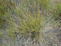 Eleocharis multicaulis 34, Veelstengelige waterbies, Saxifraga-Willem van Kruijsbergen