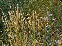 Elymus athericus 1, Strandkweek, Saxifraga-Piet Zomerdijk