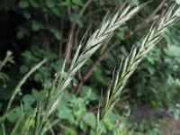 Elymus caninus,  Bearded Wheatgrass