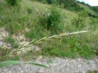 Elymus caninus 3, Honsdtarwegras, Saxifraga-Jasenka Topic