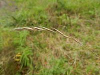 Elymus caninus 5, Hondstarwegras, Saxifraga-Rutger Barendse