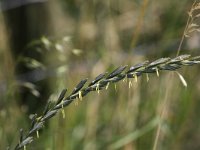 Elytrigia atherica 4, Zeekweek, Saxifraga-Peter Meininger