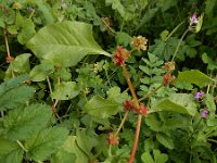 Emex spinosa 11, Saxifraga-Ed Stikvoort