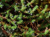 Empetrum nigrum 1, Kraaihei, Saxifraga-Willem van Kruijsbergen