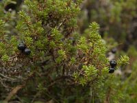 Empetrum nigrum 10, Kraaihei, Saxifraga-Willem van Kruijsbergen