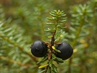 Empetrum nigrum 11, Kraaihei, Saxifraga-Willem van Kruijsbergen