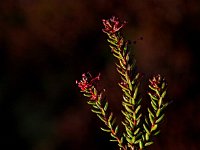 Empetrum nigrum 12, Kraaihei, Saxifraga-Hans Dekker