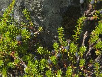 Empetrum nigrum 13, Kraaihei, Saxifraga-Jan van der Straaten