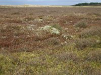 Empetrum nigrum 16, Kraaihei, Saxifraga-Hans Boll