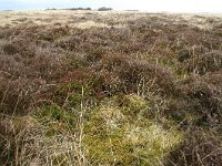 Empetrum nigrum 18, Kraaihei, Saxifraga-Hans Boll