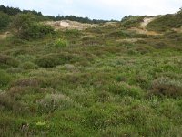 Empetrum nigrum 19, Kraaihei, Saxifraga-Hans Boll