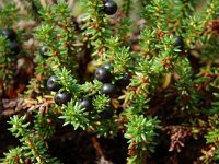 Empetrum nigrum 2, Kraaihei, Saxifraga-Willem van Kruijsbergen