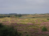 Empetrum nigrum 23, Kraaihei, Saxifraga-Hans Boll