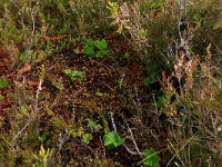 Empetrum nigrum 24, Kraaihei, Saxifraga-Hans Boll