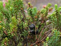 Empetrum nigrum 3, Kraaihei, Saxifraga-Hans Dekker