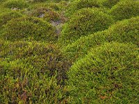 Empetrum nigrum 36, Kraaihei, Saxifraga-Hans Dekker