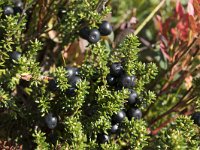 Empetrum nigrum 39, Kraaihei, Saxifraga-Willem van Kruijsbergen