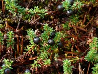 Empetrum nigrum 4, Kraaihei, Saxifraga-Willem van Kruijsbergen