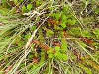 Empetrum nigrum 40, Kraaihei, Saxifraga-Rutger Barendse