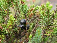 Empetrum nigrum 6, Kraaihei, Saxifraga-Hans Dekker