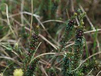 Empetrum nigrum 8, Kraaihei, Saxifraga-Piet Zomerdijk