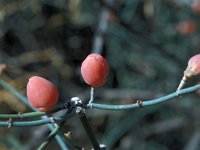 Ephedra foeminea 7, Saxifraga-Jan van der Straaten