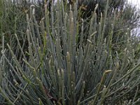 Ephedra fragilis 9, Saxifraga-Ed Stikvoort