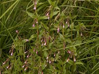 Epilobium alsinifolium, Chickweed Willowherb