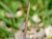 Epilobium alsinifolium 6, Saxifraga-Sonja Bouwman  Alpine willowherb - Epilobium anagallidifolium - Onagraceae familie; Fusch an der Großglocknerstraße (Aus)