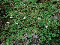 Epilobium anagallidifolium, Alpine Willowherb