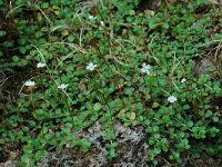 Epilobium anagallidifolium 1, Saxifraga-Willem van Kruijsbergen