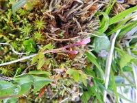 Epilobium anagallidifolium 6, Saxifraga-Rutger Barendse