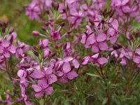 Epilobium fleischeri 19, Saxifraga-Harry Jans