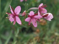 Epilobium fleischeri 27, Saxifraga-Jan van der Straaten