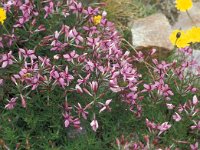 Epilobium fleischeri 28, Saxifraga-Jan van der Straaten