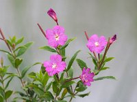 Epilobium hirsutum 43, Harig wilgenroosje, Saxifraga-Hans Dekker