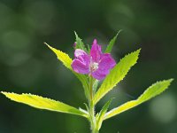 Epilobium hirsutum 44, Harig wilgenroosje, Saxifraga-Hans Dekker