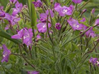 Epilobium hirsutum 45, Harig wilgenroosje, Saxifraga-Willem van Kruijsbergen