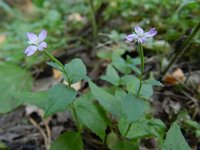 Epilobium montanum 11, Bergbasterdwederik, Saxifraga-Rutger Barendse