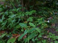 Epilobium montanum 2, Bergbasterdwederik, Saxifraga-Ab H Baas