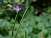 Epilobium montanum 3, Bergbasterdwederik, Saxifraga-Ab H Baas