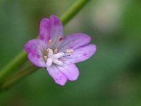 Epilobium montanum 5, Bergbasterdwederik, Saxifraga-Ab H Baas