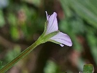 Epilobium montanum 8, Bergbasterdwederik, Saxifraga-Ab H Baas