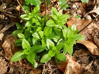 Epilobium montanum 9, Bergbasterdwederik, Saxifraga-Rutger Barendse