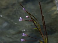 Epilobium palustre 1, Moerasbasterdwederik, Saxifraga-Willem van Kruijsbergen