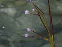 Epilobium palustre 2, Moerasbasterdwederik, Saxifraga-Willem van Kruijsbergen