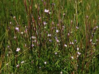 Epilobium palustre 4, Moerasbasterdwederik, Saxifraga-Hans Boll