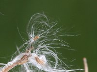 Epilobium palustre 6, Moerasbasterdwederik, Saxifraga-Rutger Barendse